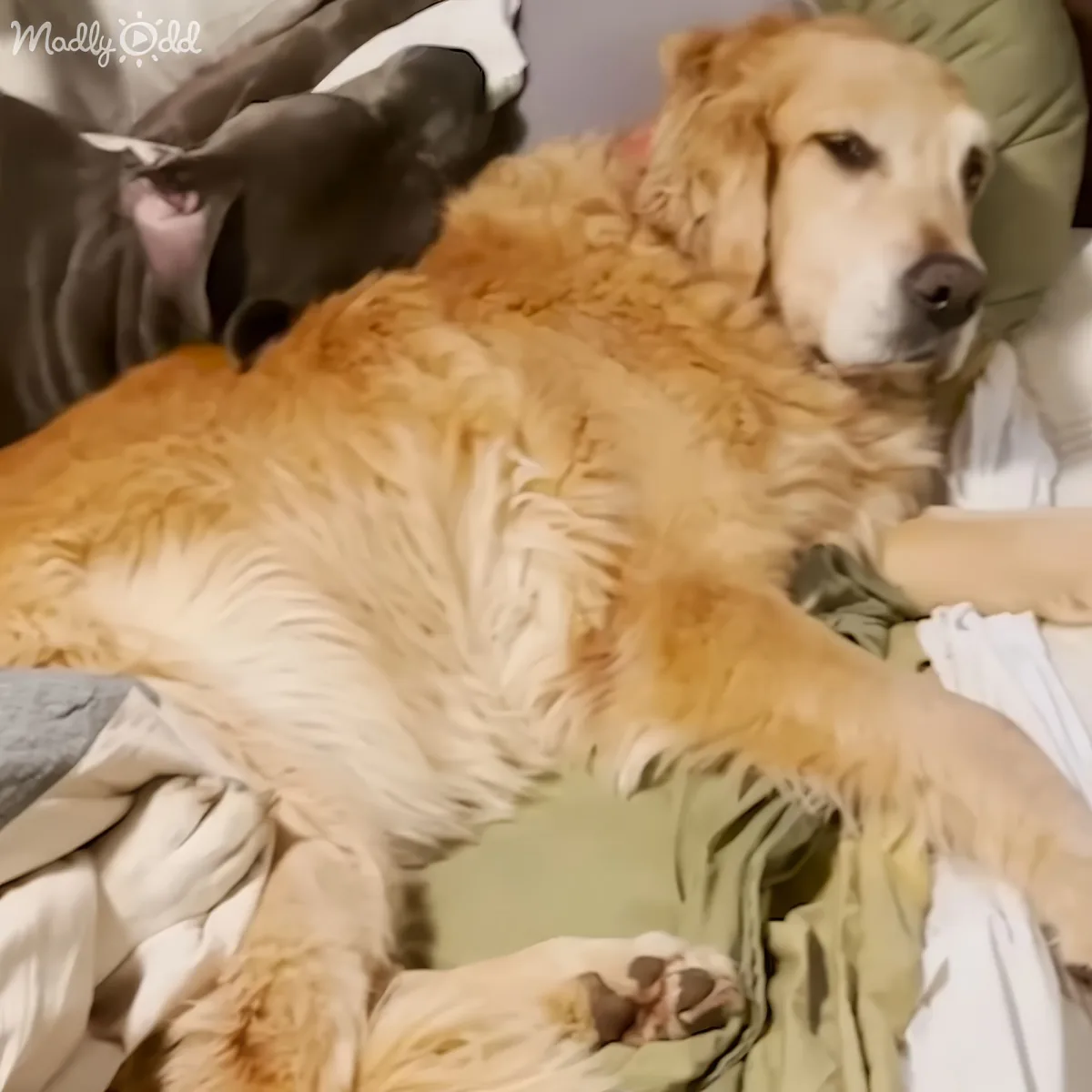 Dog finding comfort in a new home
