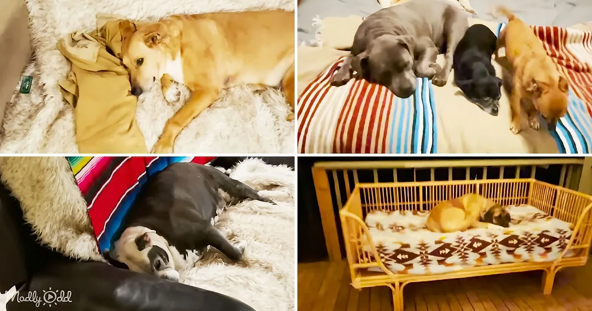 Heartwarming Moments as Rescued Dogs Find Favorite Sleeping Spots