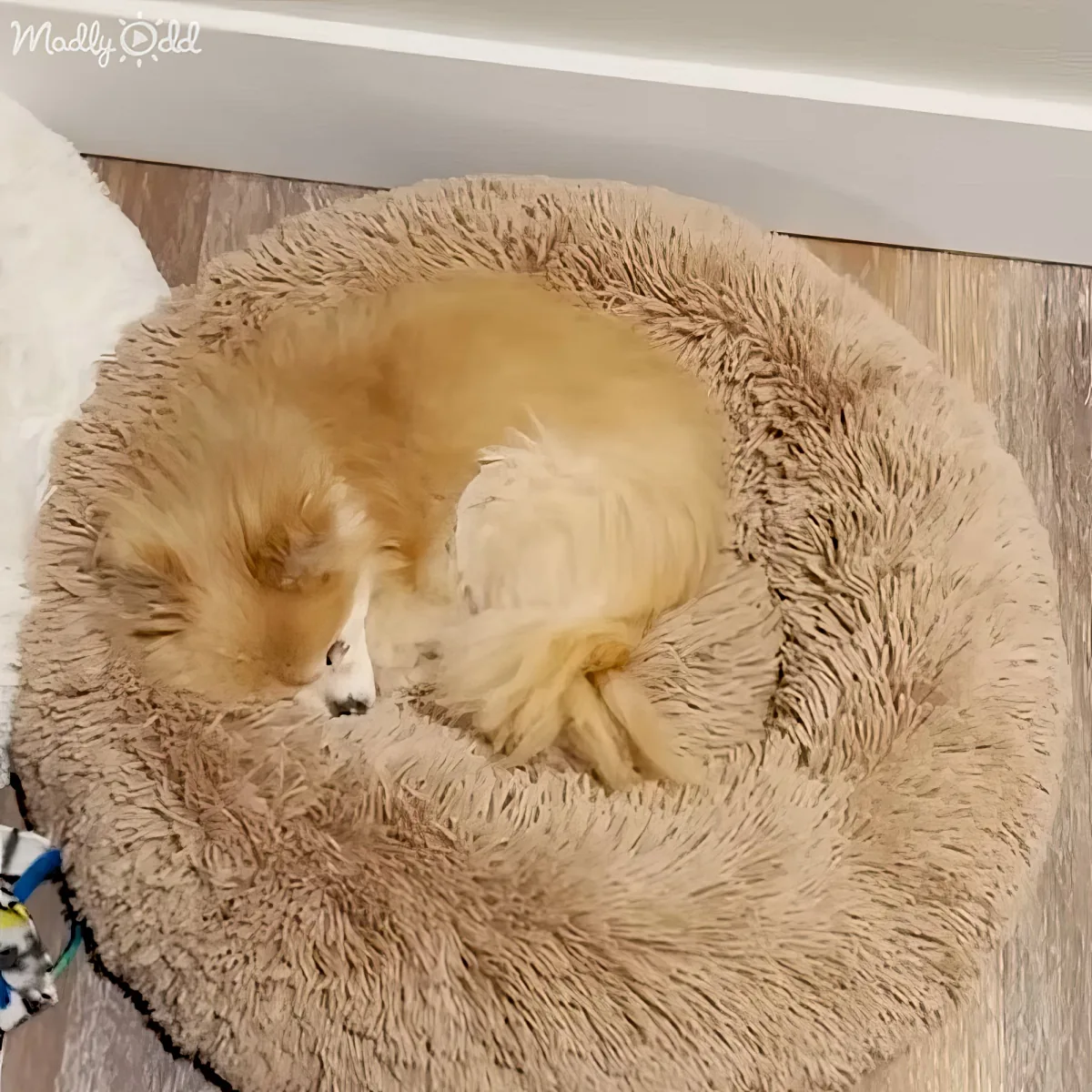 Rescued dog curled up in sleeping spot