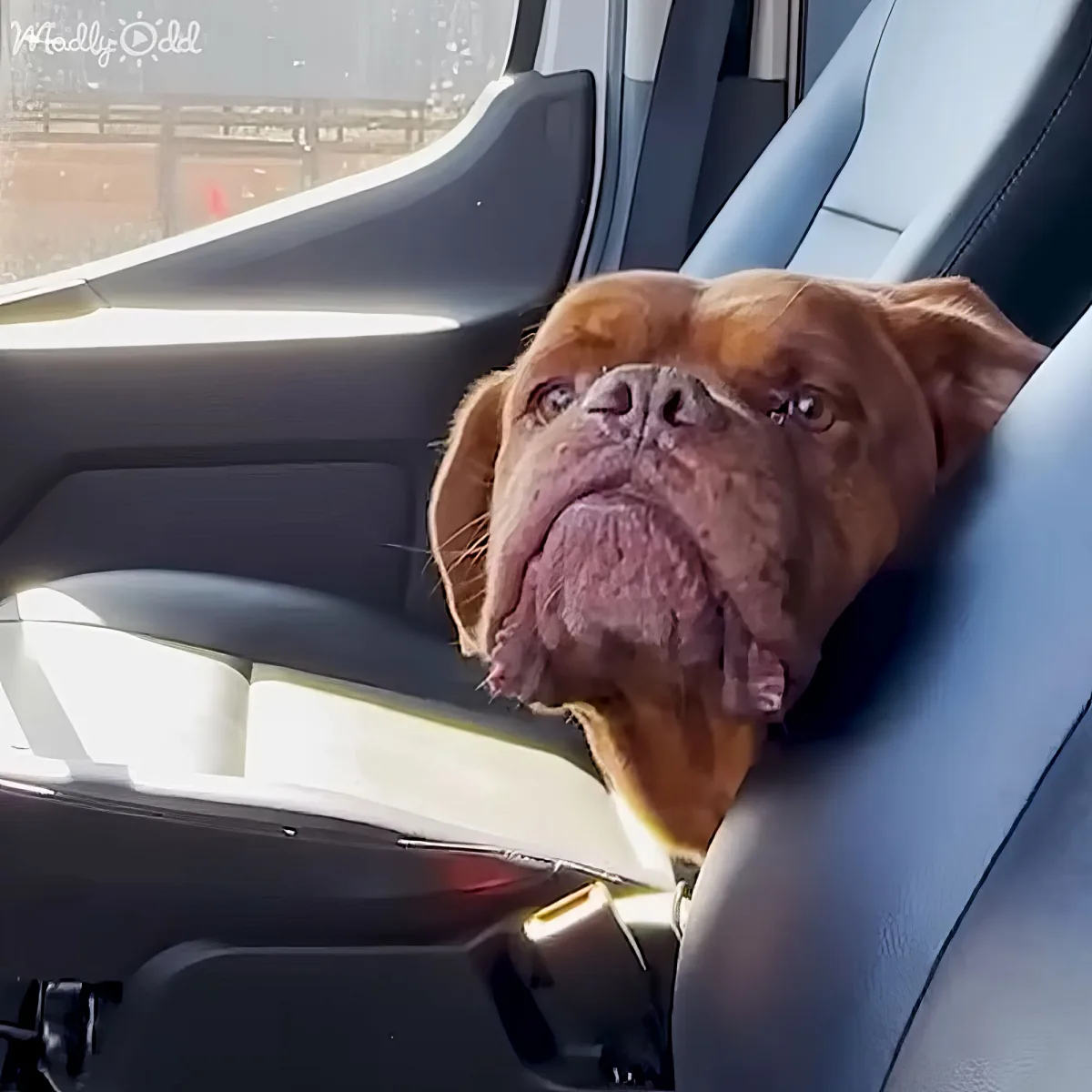 Senior dog receiving affection