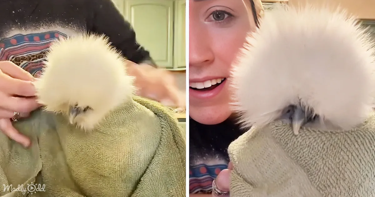 A fluffy white chick is being held in a green towel by a person.