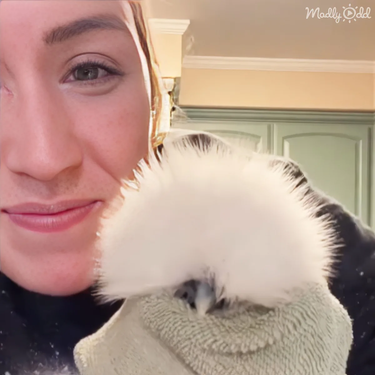 A Silkie chicken, snug and vocal, mimics feline purrs in a cozy setting