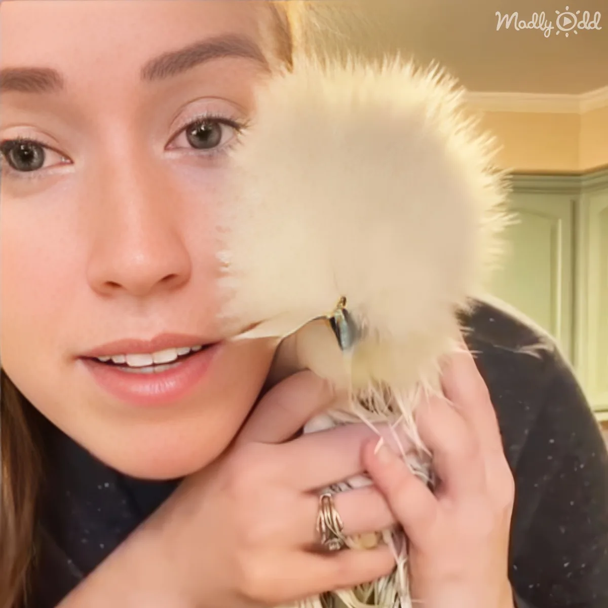 Silkie chicken wrapped in cloth making cat-like sounds