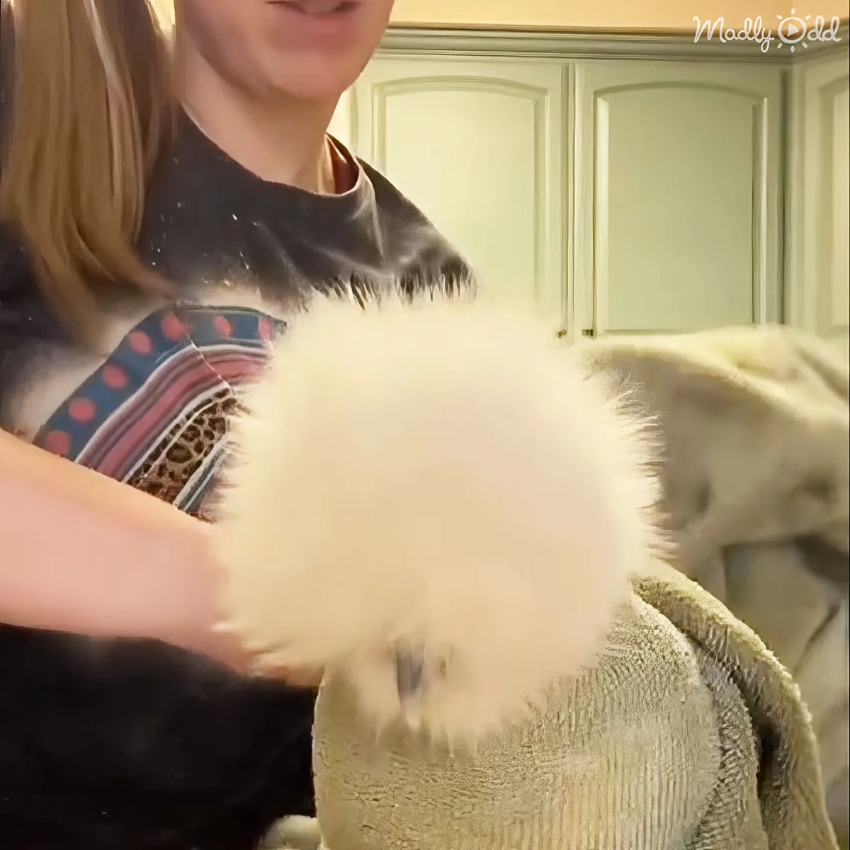 Unique video of a Silkie chicken exhibiting cat-like purring