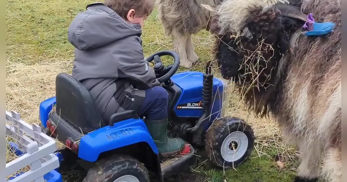 Little Farmer Melts the Internet With His Big Heart and Tiny Tractor