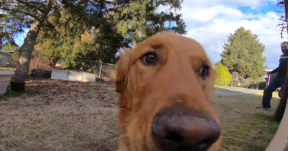 Golden Retriever Self-Records His Own Backyard Romp