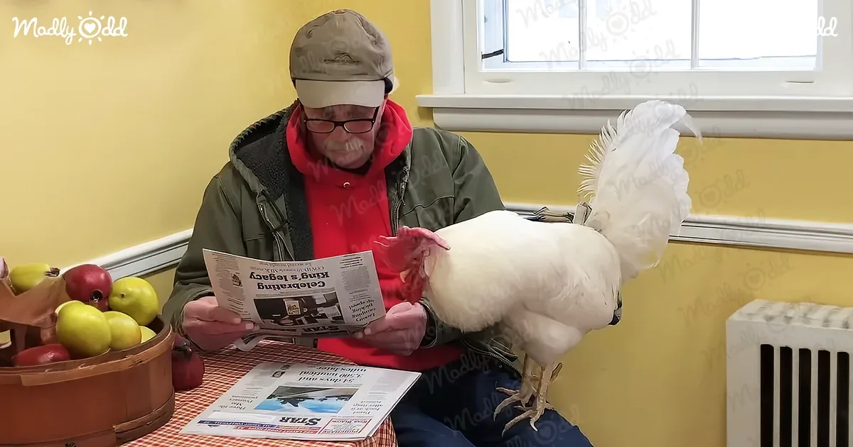 Rescue Rooster Loves Reading the Newspaper With Grandpa