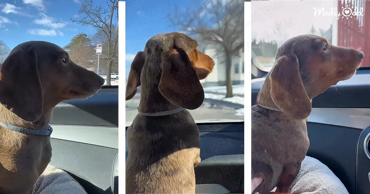 A dachshund with a blue collar sits in a car, gazing out the window on a sunny day.