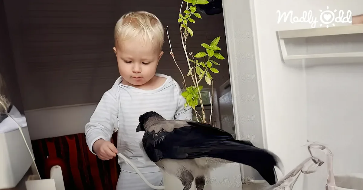 Faithful Crow, Rescued by Boy, Waits for Him to Get Home From School Every Day