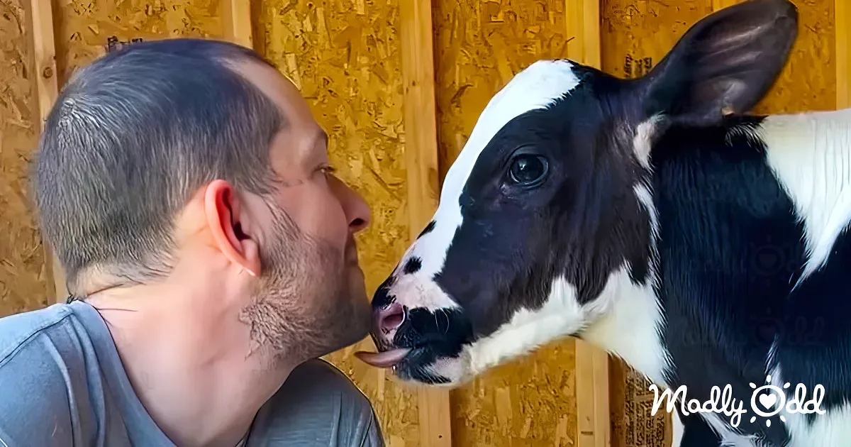 Mama Cow's Joyous Reunion With Long-Lost Twins After a Year Apart