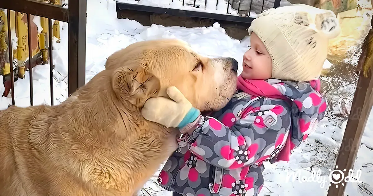 A child in winter clothing hugs a large, light brown dog in a snowy setting.