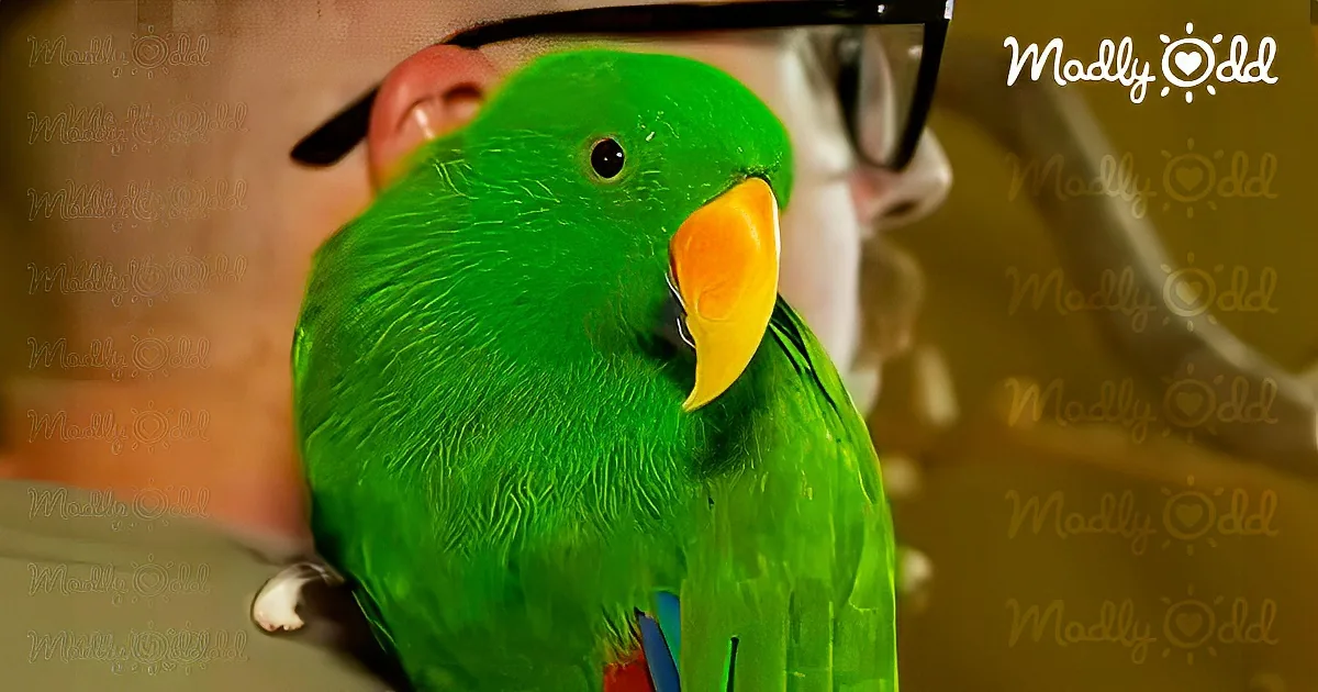 A vibrant green parrot with a yellow beak perches on a person's shoulder, showcasing detailed feathers and a close-up view.