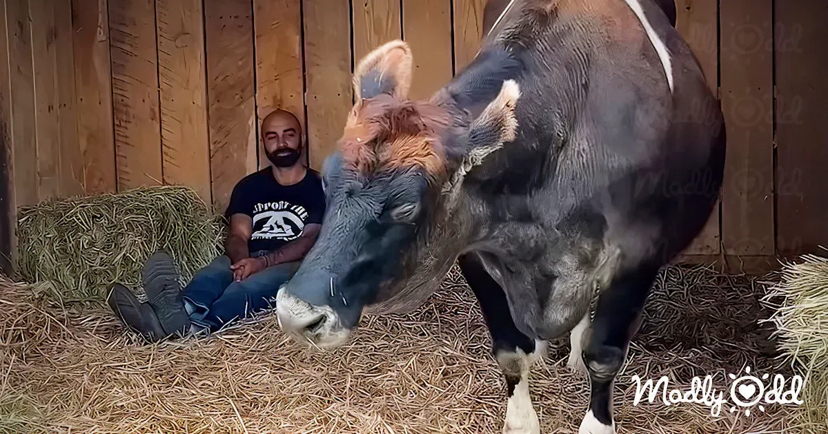 Blind Rescue Cow Falls Adorably in Love With Man Who Sings to Her Daily