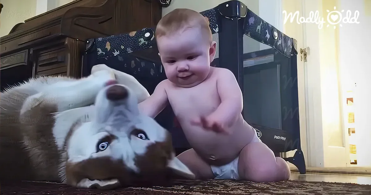 Baby's Stealthy Approach to Husky Ends in Hilarious Comeback