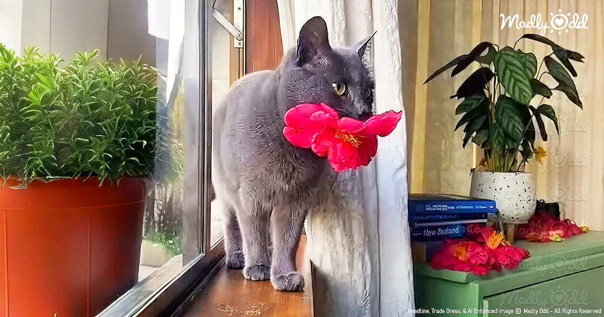 A gray cat holds a large pink flower in its mouth, standing on a windowsill with potted plants and books nearby.