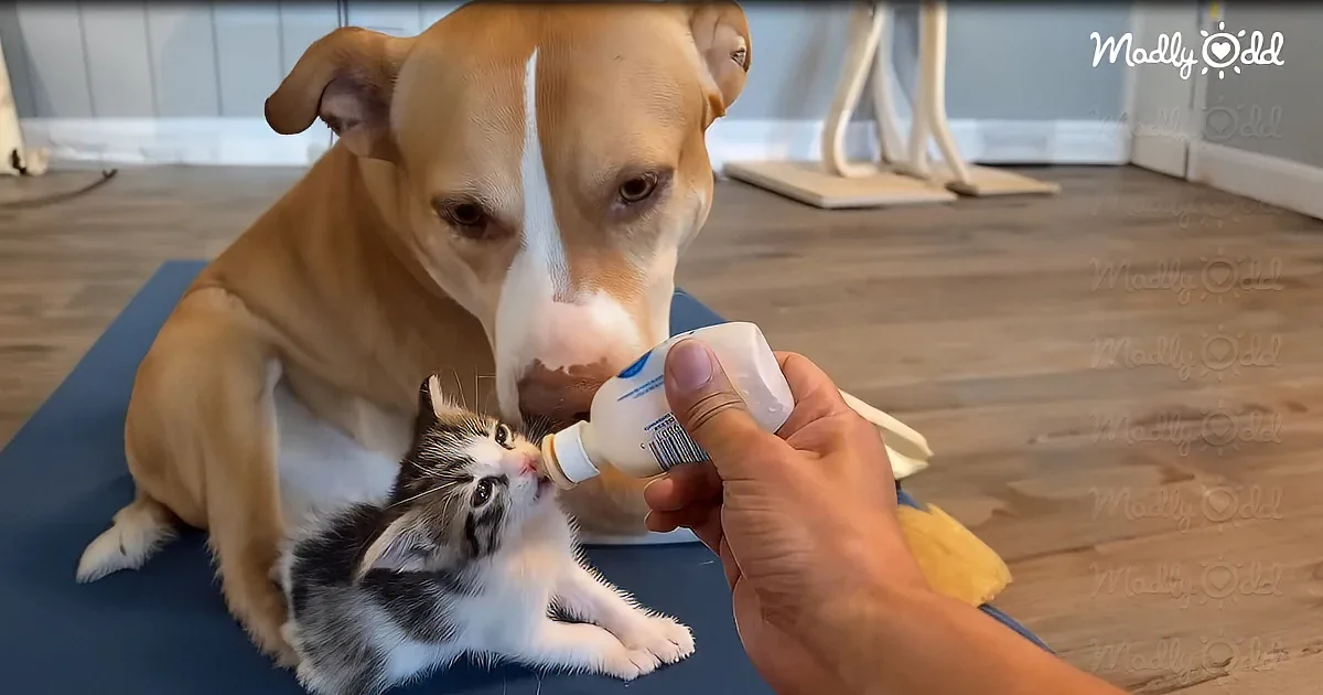 Pitbull Believes She's the Ultimate Cat Mommy