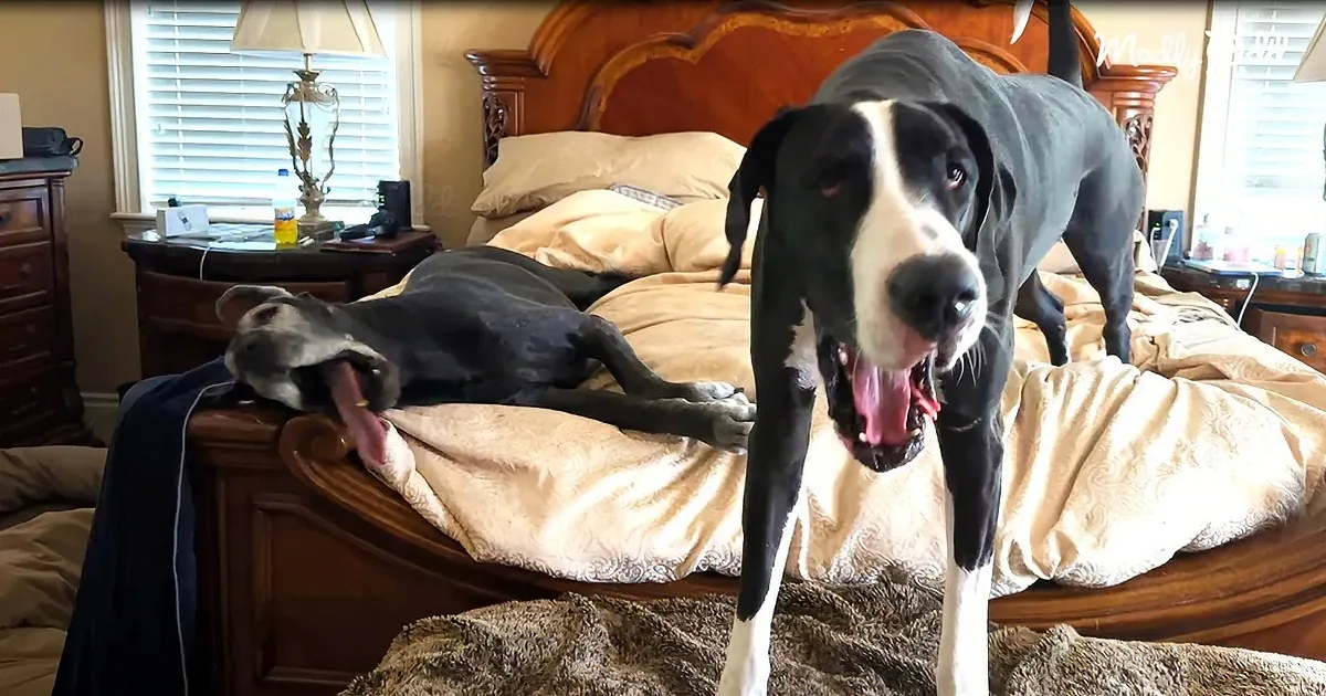A Great Dane stands on a bed, panting, with another dog lying behind it.