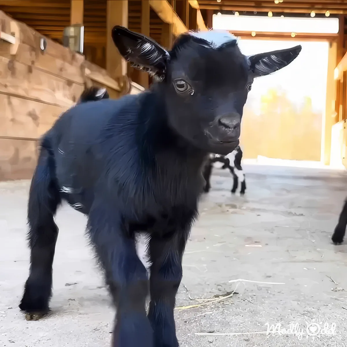 Baby goats dressed as gunslingers playfully interacting, creating a humorous scene.