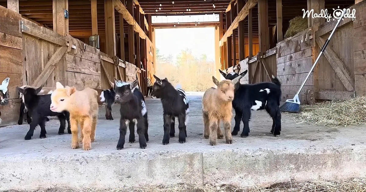These Baby Goat Gunslingers Make Disneyland Look Boring