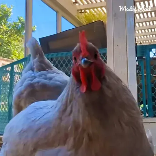 Girl and her chicken play banjo, both focused, creating a joyful scene.