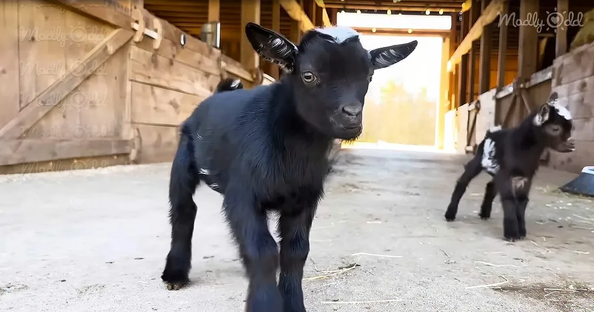 A black baby goat stands in a barn, looking curious, with another goat in the background.