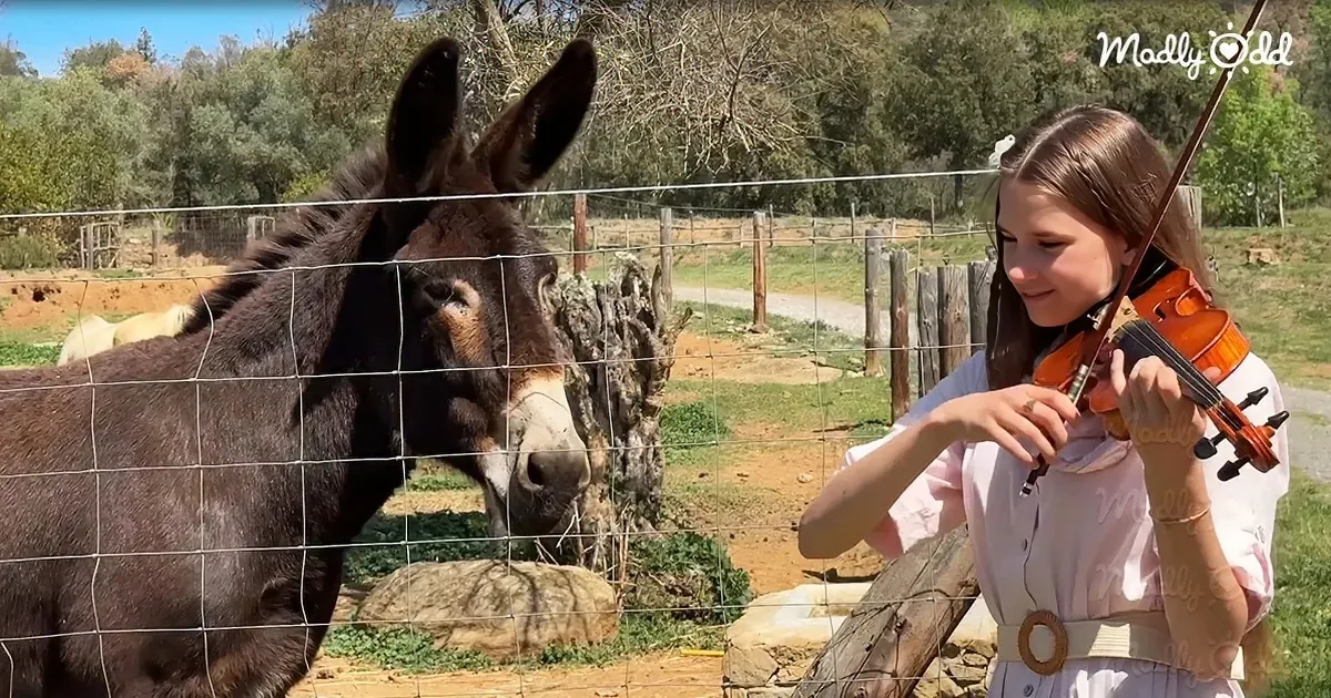 A girl plays violin near a donkey behind a fence in a rural setting.