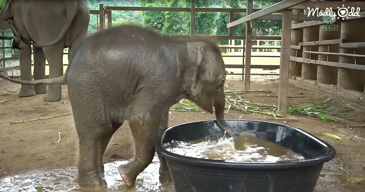 Baby Elephant''s Epic Butt Flop in Kiddie Pool Is a Jolly Good Chuckle!