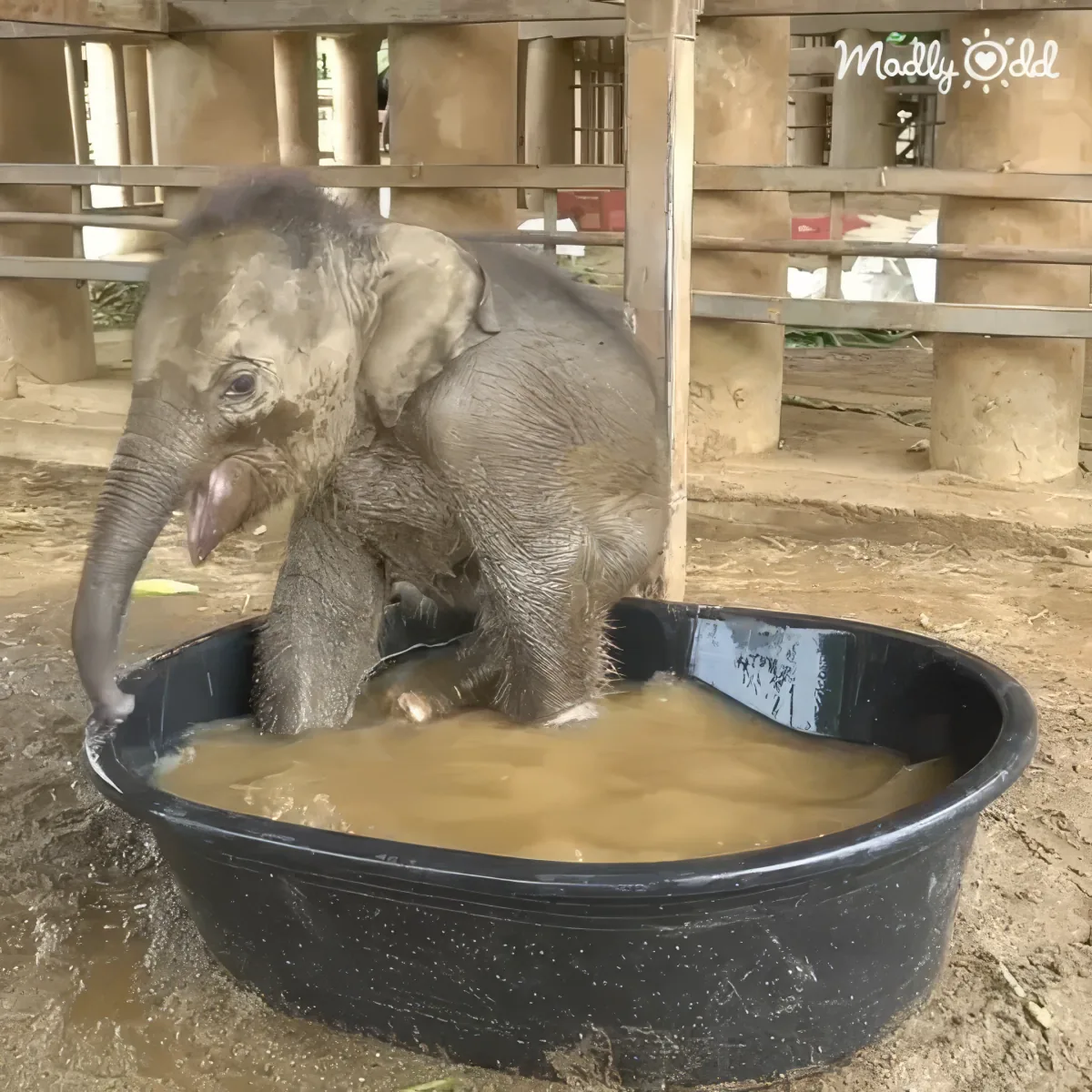 Baby elephant splashes in kiddie pool, flopping onto its back, water flying.