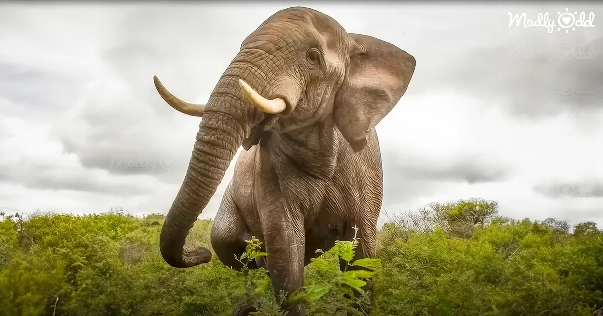 A majestic elephant stands amidst lush greenery under a cloudy sky.
