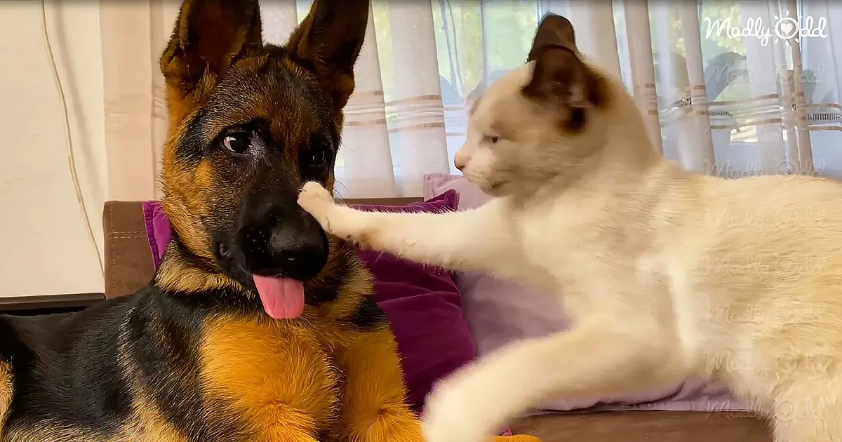 Goofy German Shepherd Begs for Boops From Kitten