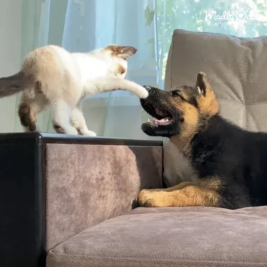German Shepherd plays with kitten, gently nudging it with nose.