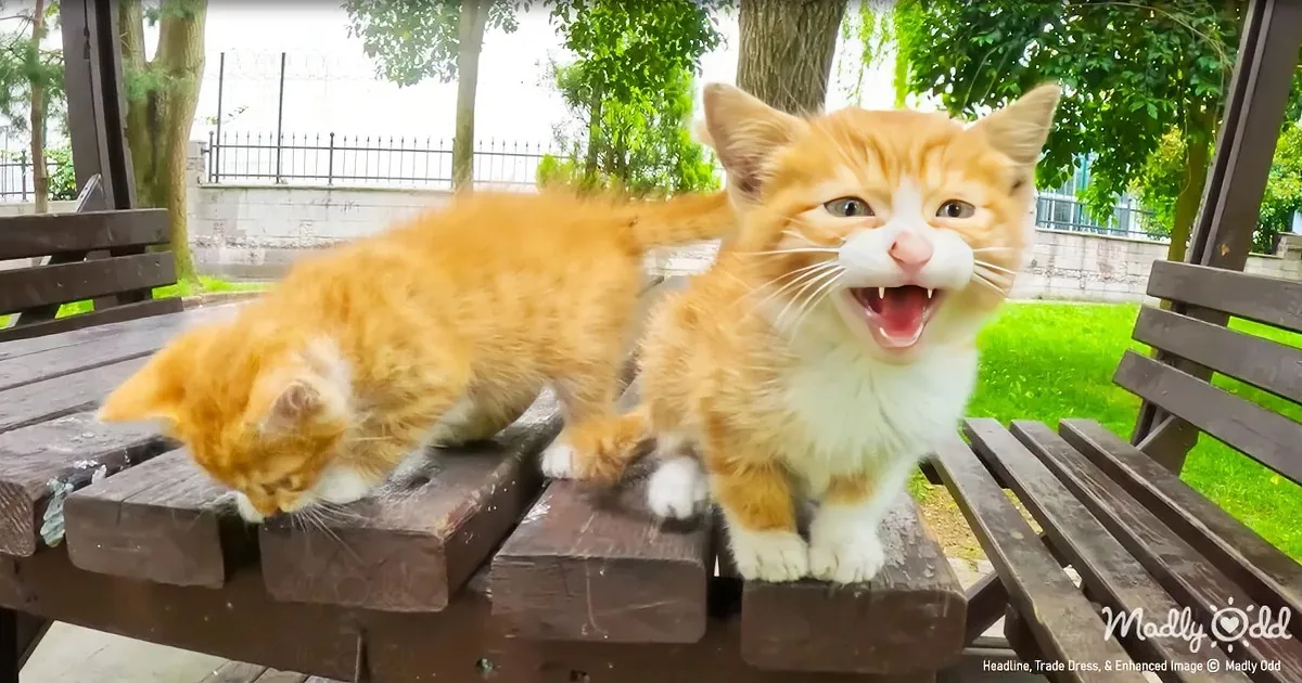 2 Tiny Orange Kittens Cry for Help on a Rainy Day