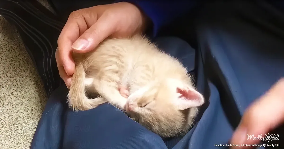Kitten Vanquishes Human''s Defenses in Viral Cuteness Attack