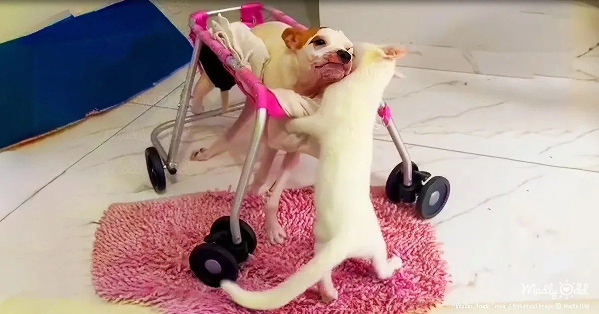 A white cat interacts with a dog in a pink stroller on a pink rug.