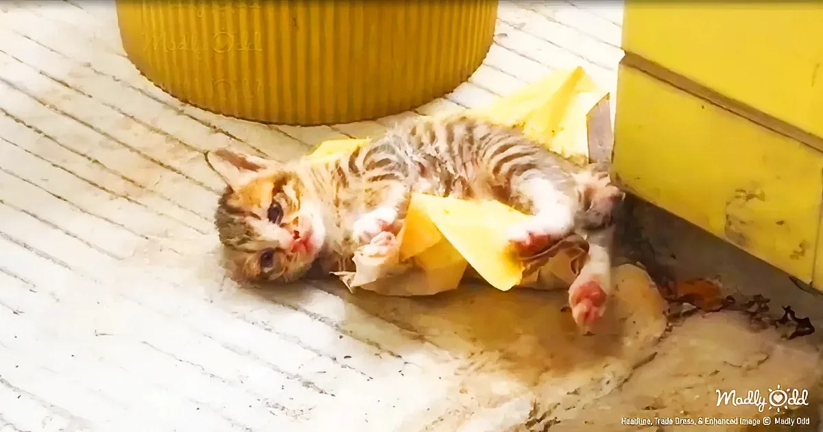 A kitten with visible injuries lies on a concrete surface near a yellow barrel.