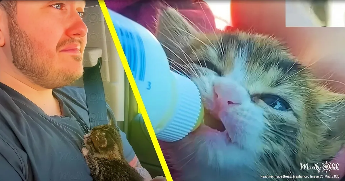 Drive-Thru Kitten Rescue Video Will Shatter Your Heart