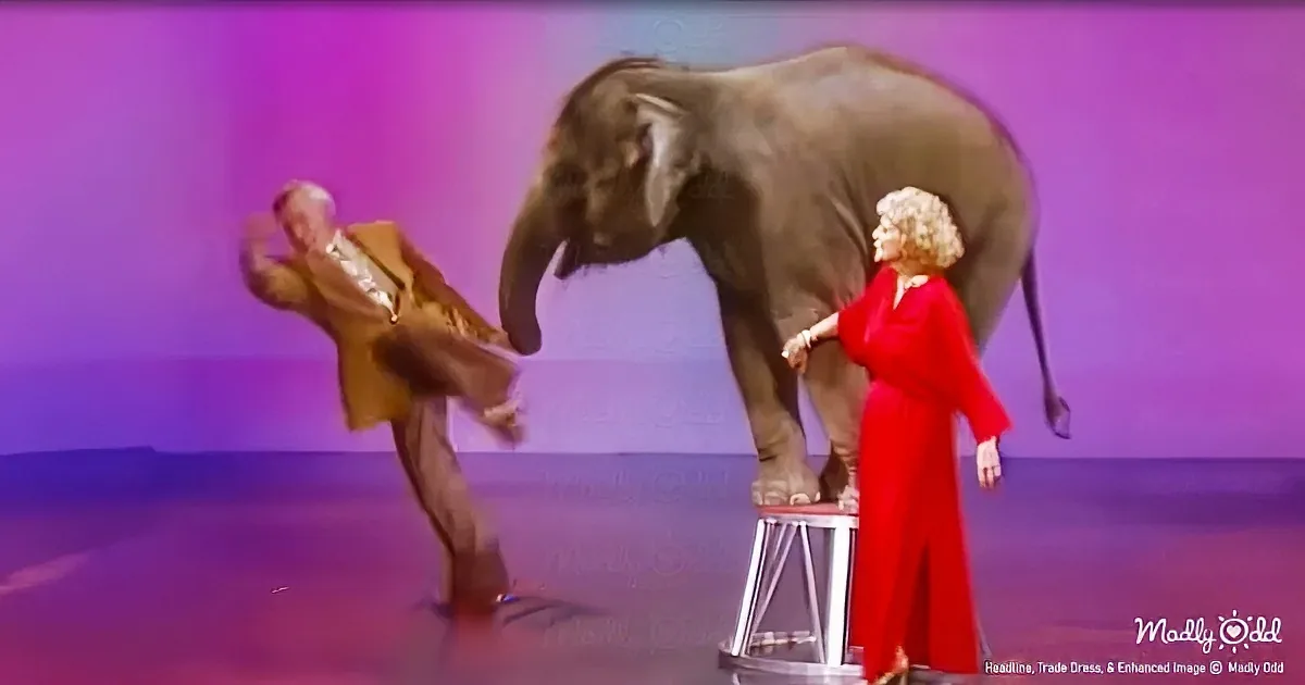 Betty White''s Baby Elephant Hijacks the Tonight Show