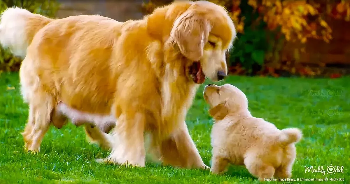 Animal Planet''s Mama Moments Cause Global ''Aww'' Epidemic