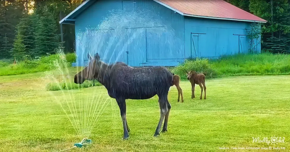 Mama Moose Treats Herself to ''Spa Day'' During Heatwave