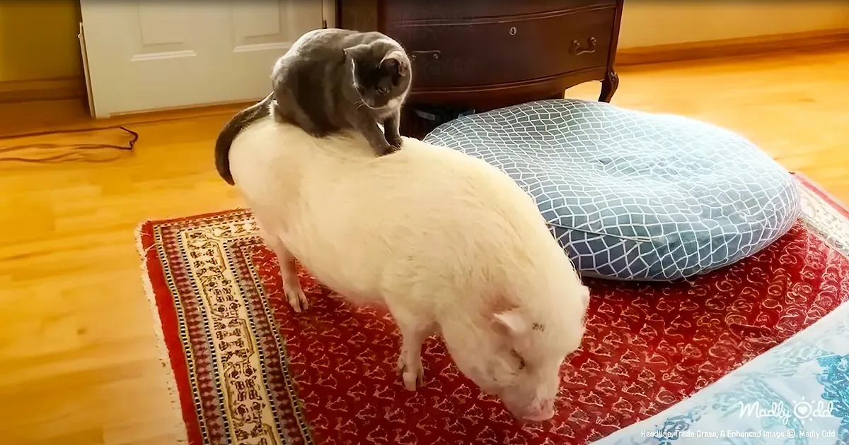 Kitten Loves Piggyback Rides... Literally
