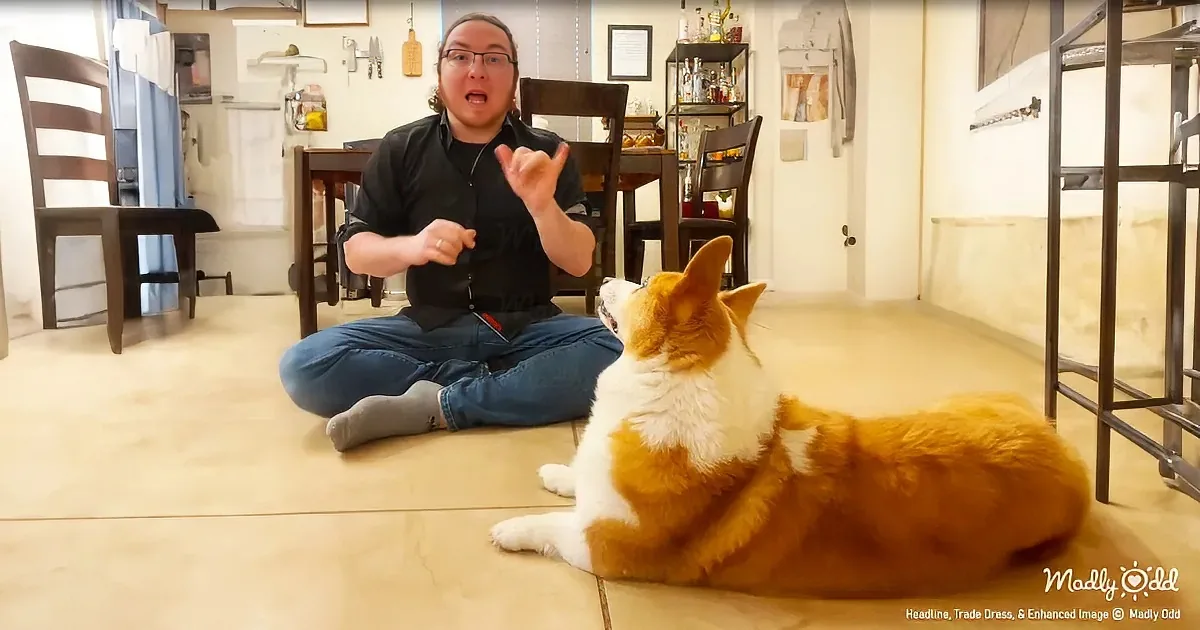 A man sits cross-legged on the floor, gesturing, while a corgi lies nearby, attentively watching.