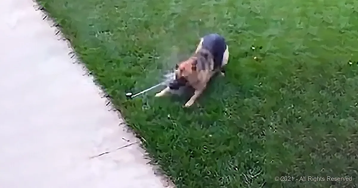 A dog with a black and white coat is walking on a grassy area near a concrete path.