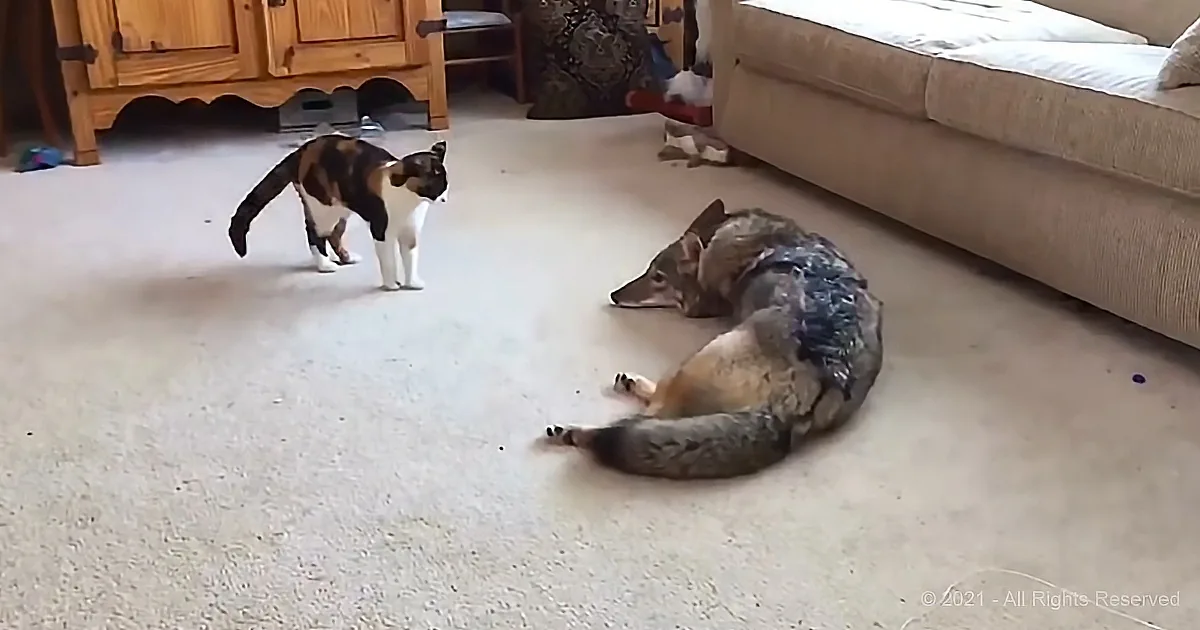 A cat stands observing a relaxed dog lying on its back on a carpeted floor.