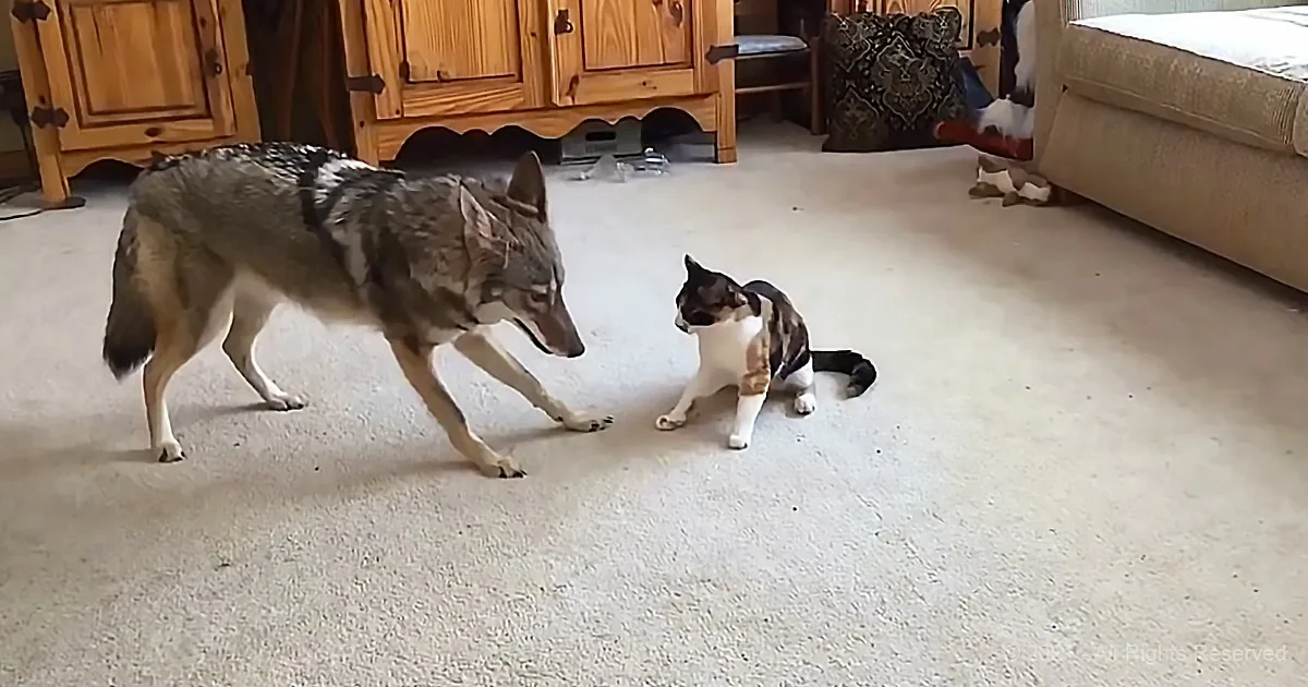 Coyote''s Tender Friendship With Kitty Defies Everything You Know
