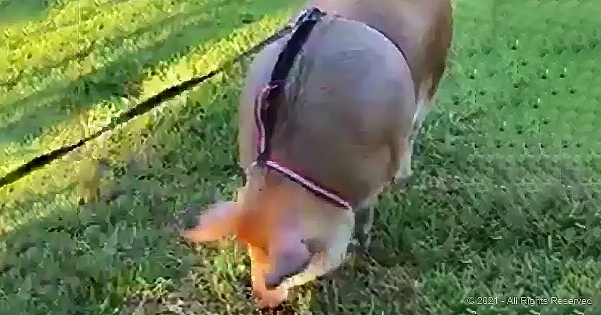 A dog in a harness stands on grass, its tail slightly raised, with a leash visible.
