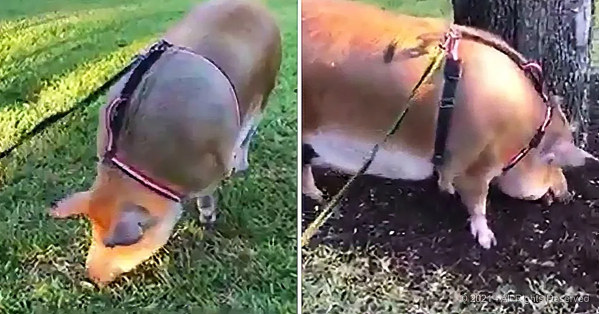 A pig wearing a harness is sniffing the ground in two different grassy settings.