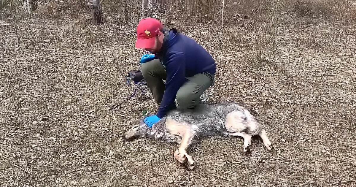 A person in a red cap and blue gloves kneels beside a dead animal in a dry, grassy area.