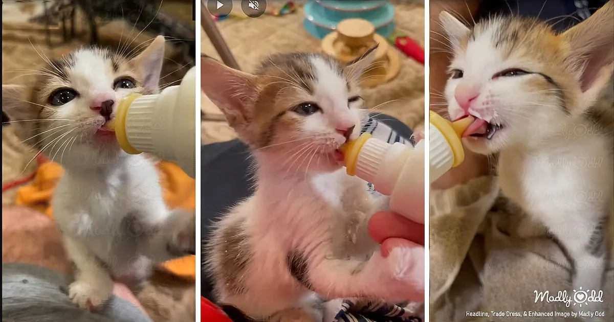 Meowing Kittens Morning Milk Party