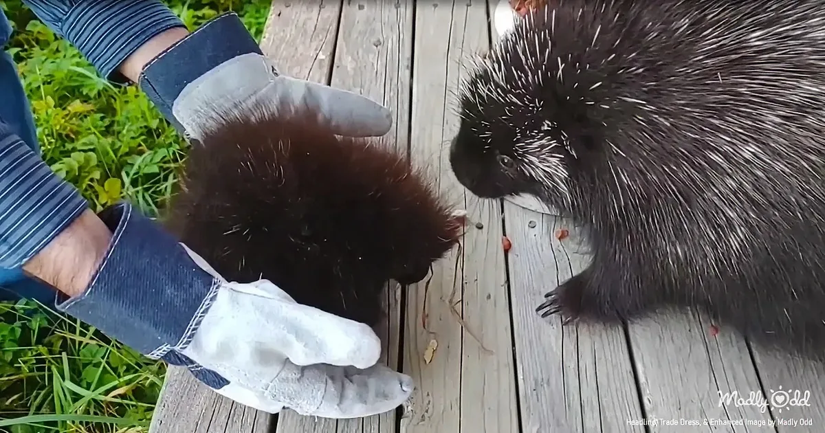 Baby Porcupine Throws a Tantrum (And Somehow Gets Even Cuter)