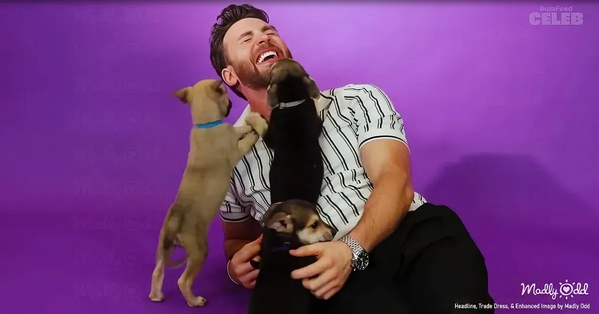 Captain America Trades Shield for Puppies in Heartwarming Ambush